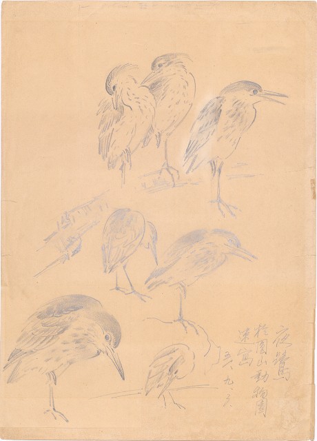 藏品:夜鷺的(1)張圖片