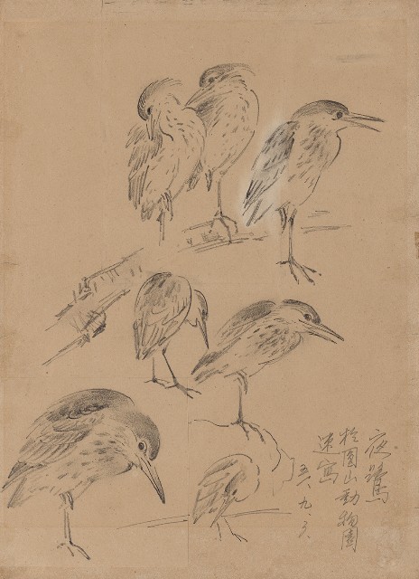 藏品:夜鷺的(1)張圖片
