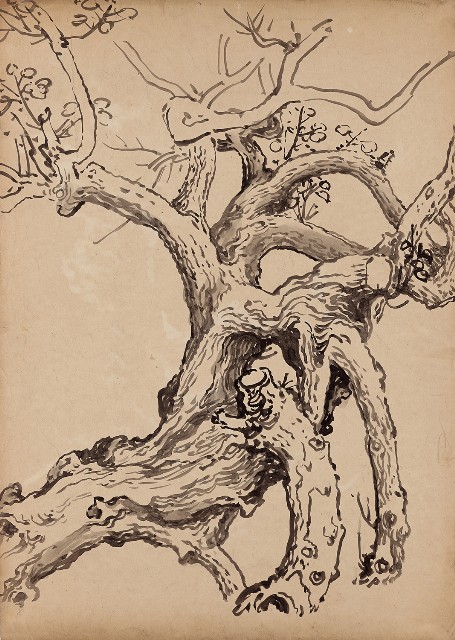 藏品:黃槐老幹的(1)張圖片