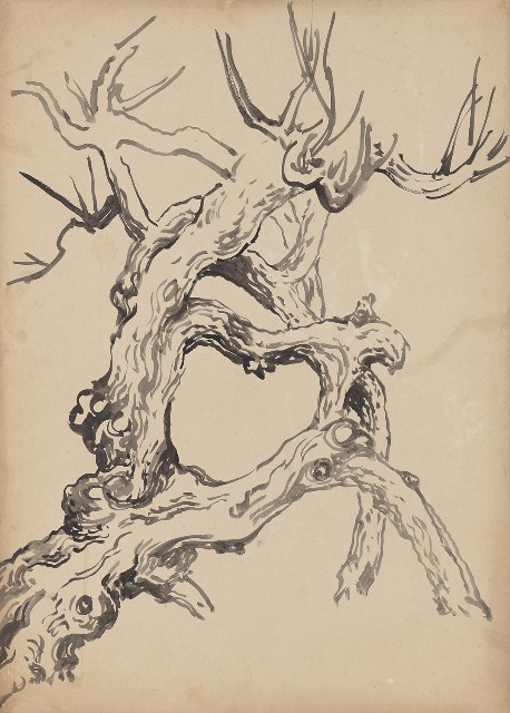 藏品:黃槐老幹的(2)張圖片