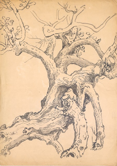 藏品:黃槐老幹的(2)張圖片