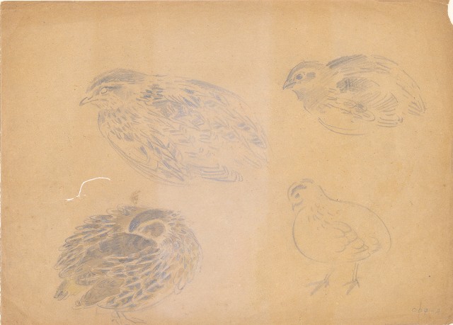 藏品:鵪鶉的(1)張圖片