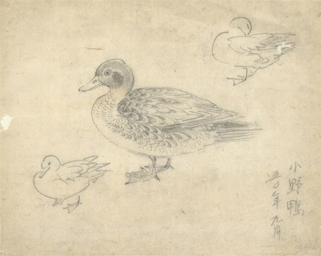 藏品:(1)小野鴨；(2)小野鴨的(1)張圖片
