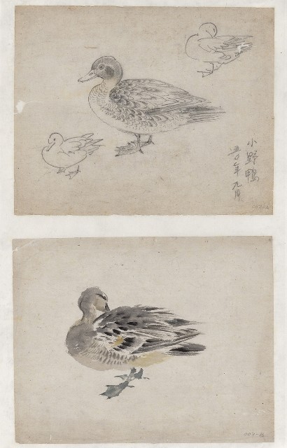 藏品:小野鴨的(1)張圖片