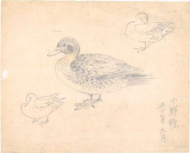 藏品:(1)小野鴨；(2)小野鴨的(2)張圖片