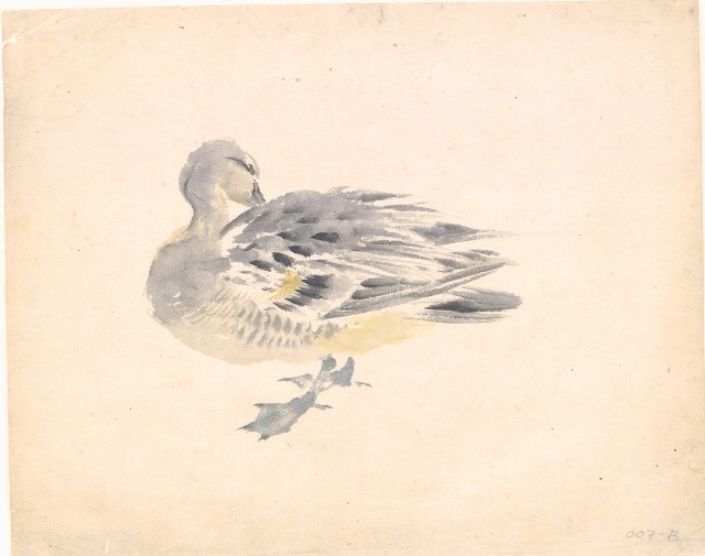 藏品:(1)小野鴨；(2)小野鴨的(3)張圖片