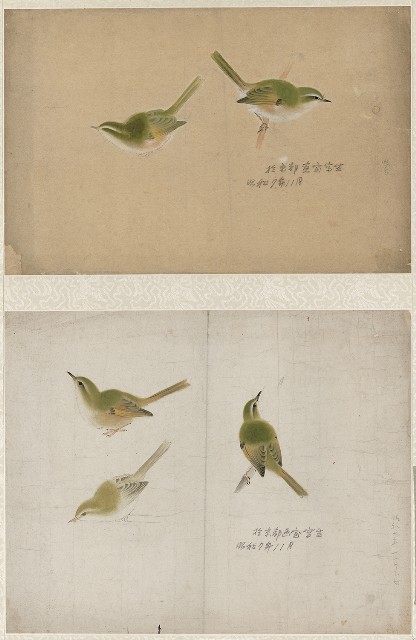 藏品:日本柳鶯的(1)張圖片