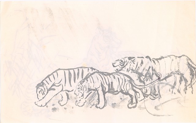 藏品:(1)雙虎(草稿)；(2)3隻虎 (他人畫、影印)的(3)張圖片