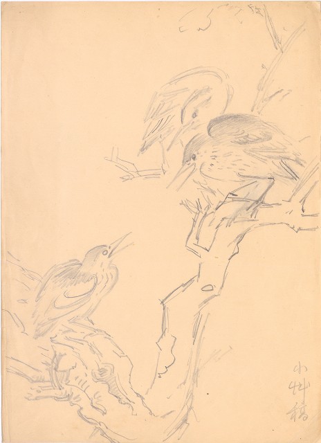 藏品:(1)夜鷺；(2)猴頭的(1)張圖片