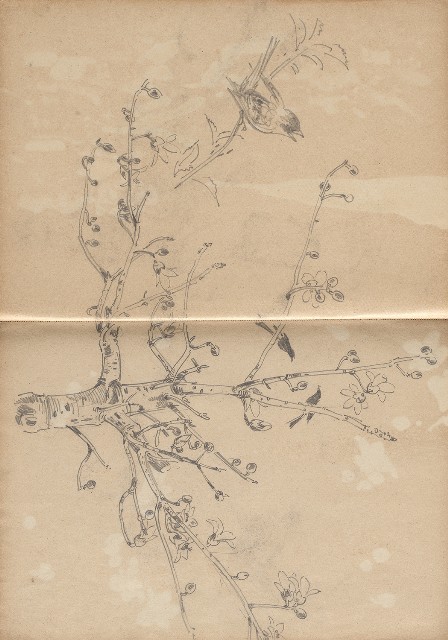 藏品:植物、動物、淡水景觀等寫生集的(6)張圖片
