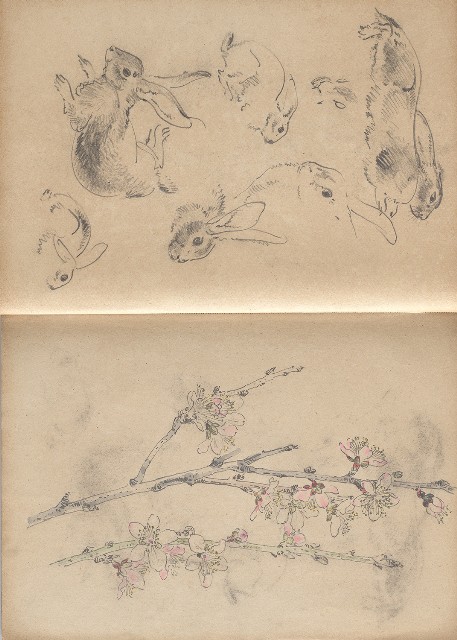 藏品:植物、動物、淡水景觀等寫生集的(12)張圖片