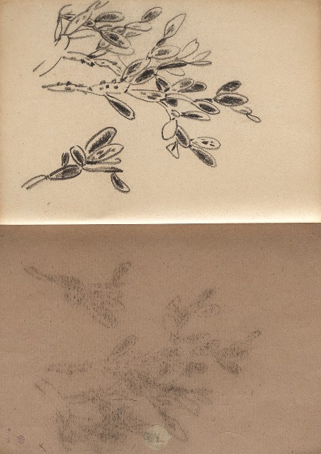 藏品:植物、動物、淡水景觀等寫生集的(14)張圖片