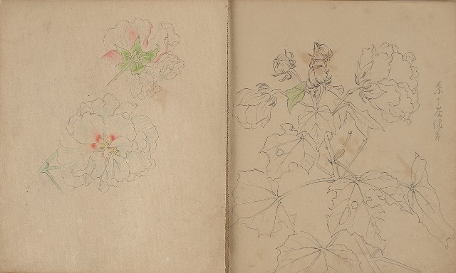藏品:植物、動物、人物及關子嶺景觀等寫生集的(2)張圖片