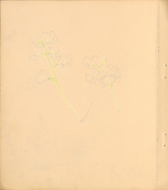 藏品:狗、人物、花、葡萄藤033的(6)張圖片