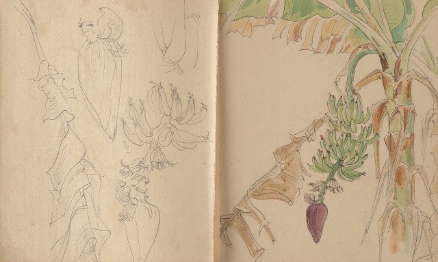 藏品:植物、動物、人物及關子嶺景觀等寫生集的(14)張圖片