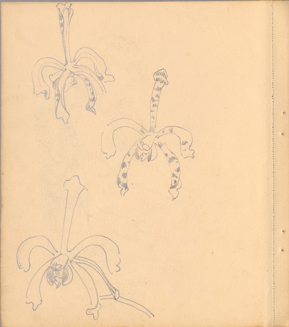 藏品:狗、人物、花、葡萄藤033的(20)張圖片