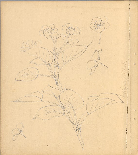 藏品:狗、人物、花、葡萄藤033的(22)張圖片