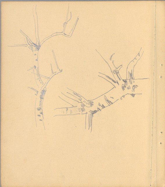 藏品:狗、人物、花、葡萄藤033的(24)張圖片