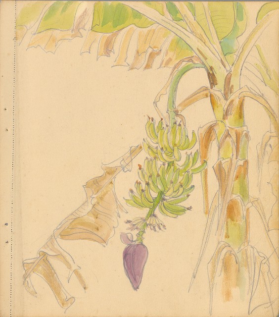 藏品:狗、人物、花、葡萄藤033的(27)張圖片