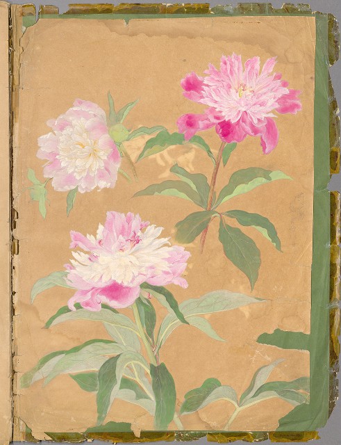 藏品:花草、鳥、魚等036的(2)張圖片