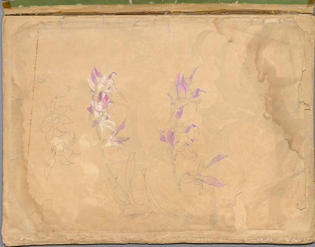 藏品:花草、鳥、魚等036的(3)張圖片