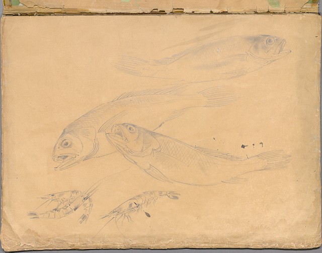 藏品:花草、鳥、魚等036的(4)張圖片