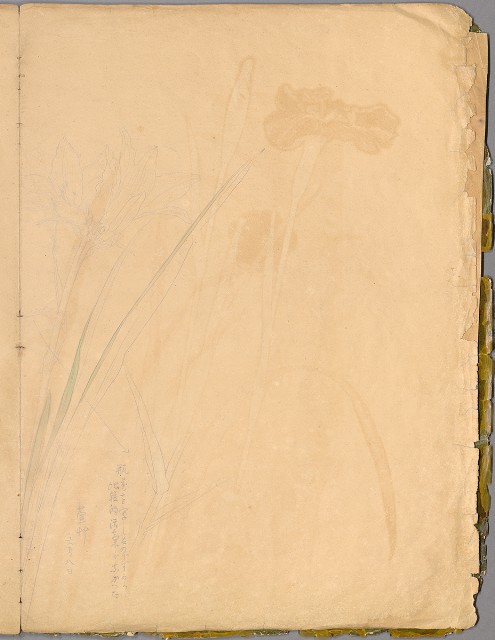 藏品:花草、鳥、魚等036的(5)張圖片