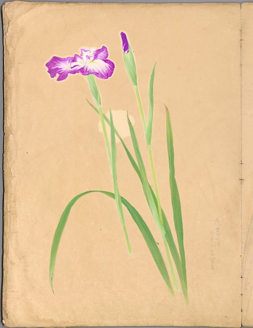 藏品:花草、鳥、魚等036的(6)張圖片