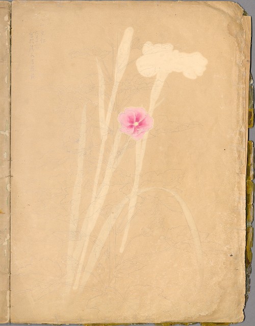 藏品:花草、鳥、魚等036的(7)張圖片