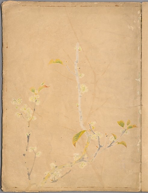 藏品:花草、鳥、魚等036的(8)張圖片