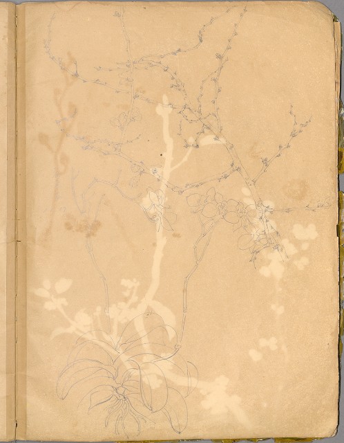 藏品:花草、鳥、魚等036的(9)張圖片