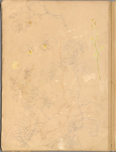 藏品:花草、鳥、魚等036的(10)張圖片