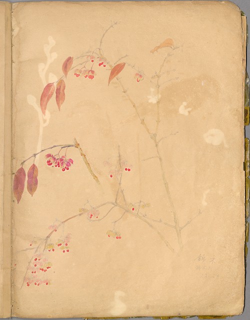 藏品:花草、鳥、魚等036的(11)張圖片