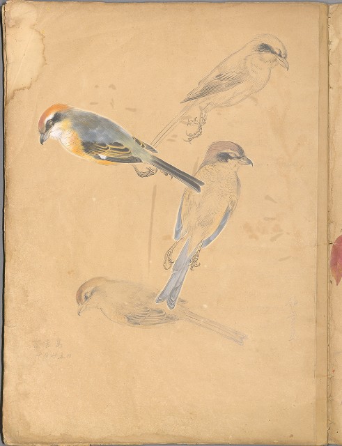 藏品:花草、鳥、魚等036的(12)張圖片