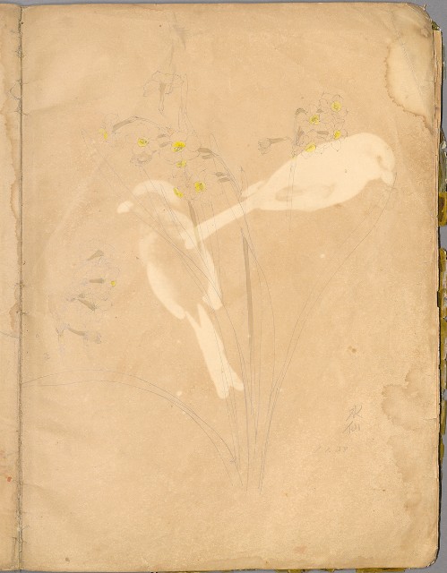 藏品:花草、鳥、魚等036的(13)張圖片