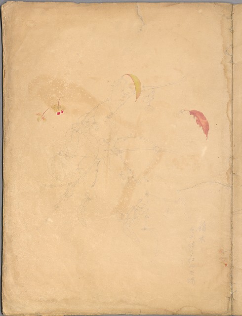 藏品:花草、鳥、魚等036的(14)張圖片