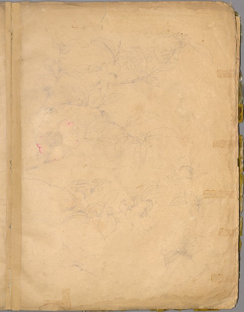 藏品:花草、鳥、魚等036的(15)張圖片