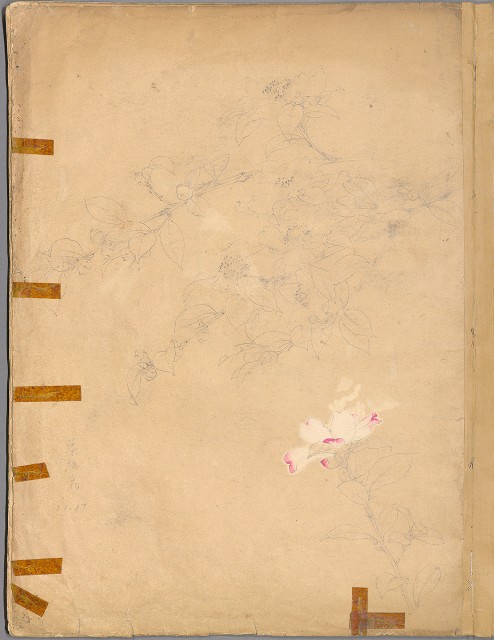 藏品:花草、鳥、魚等036的(16)張圖片