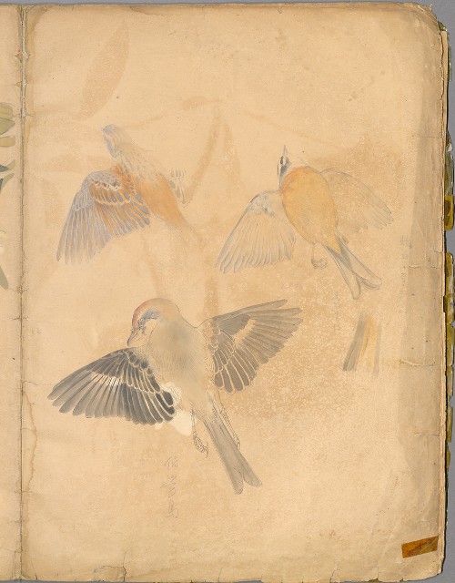 藏品:花草、鳥、魚等036的(17)張圖片