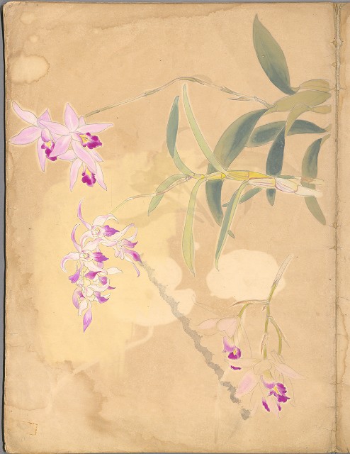 藏品:花草、鳥、魚等036的(18)張圖片