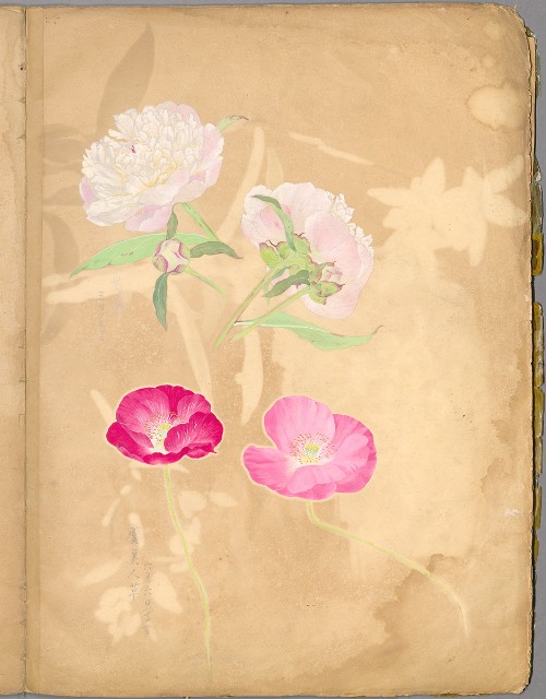 藏品:花草、鳥、魚等036的(19)張圖片