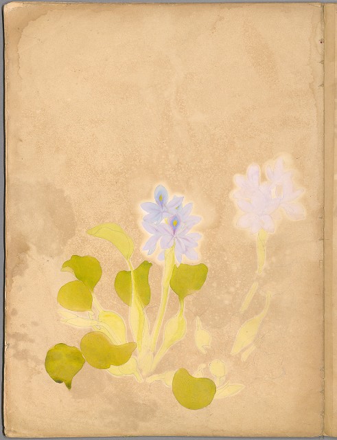 藏品:花草、鳥、魚等036的(20)張圖片