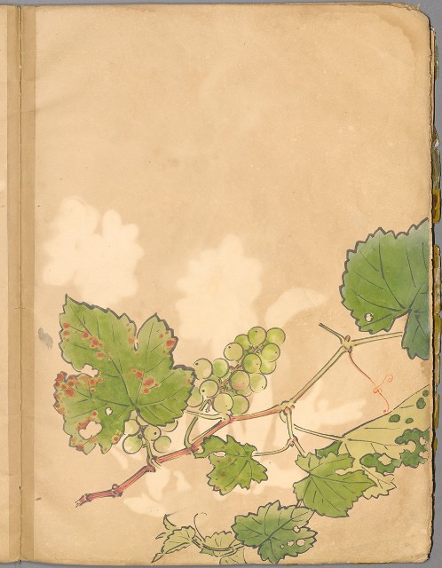 藏品:花草、鳥、魚等036的(21)張圖片