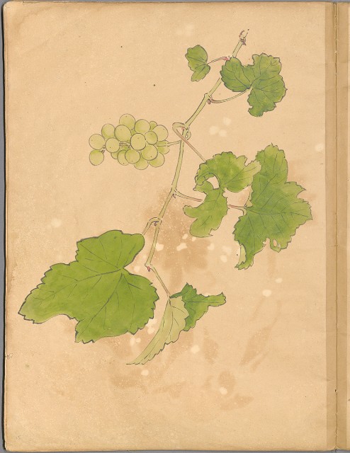 藏品:花草、鳥、魚等036的(22)張圖片