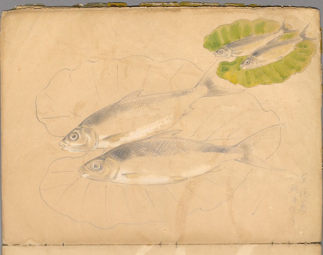 藏品:花草、鳥、魚等036的(26)張圖片