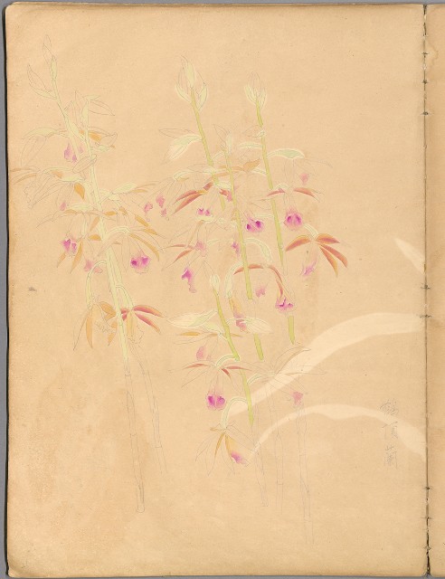 藏品:花草、鳥、魚等036的(27)張圖片