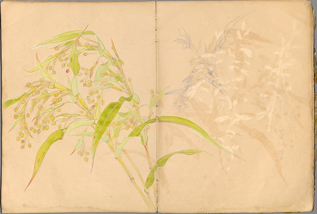 藏品:花草、鳥、魚等036的(28)張圖片