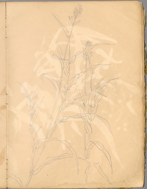 藏品:花草、鳥、魚等036的(29)張圖片