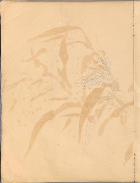 藏品:花草、鳥、魚等036的(30)張圖片