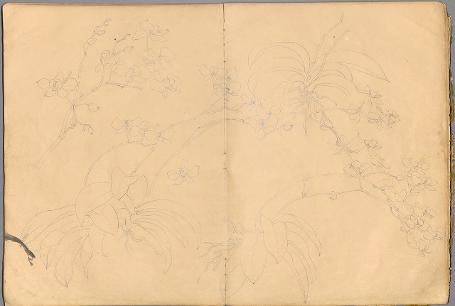 藏品:花草、鳥、魚等036的(31)張圖片